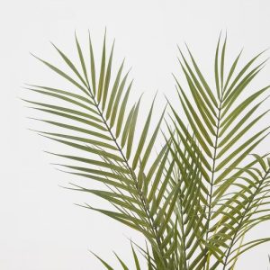 نخل کنتیا ایکیا مدل FEJKA